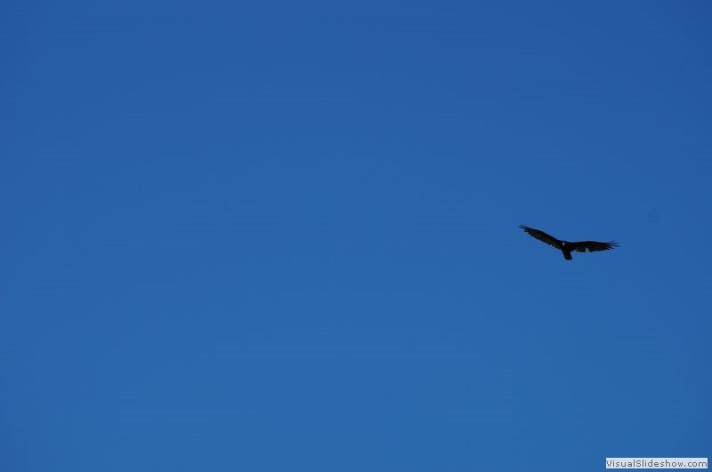 Hawk at Top of the Crack Trail Killarney