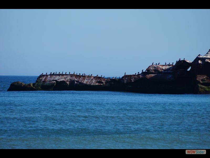 Echouerie Beach 03 - Piping Plovers