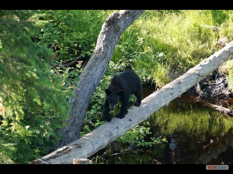 Bear Crossing Stream