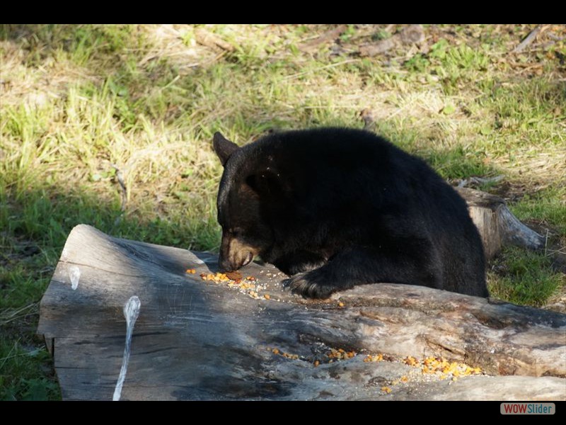 Black Bear Viewing 04