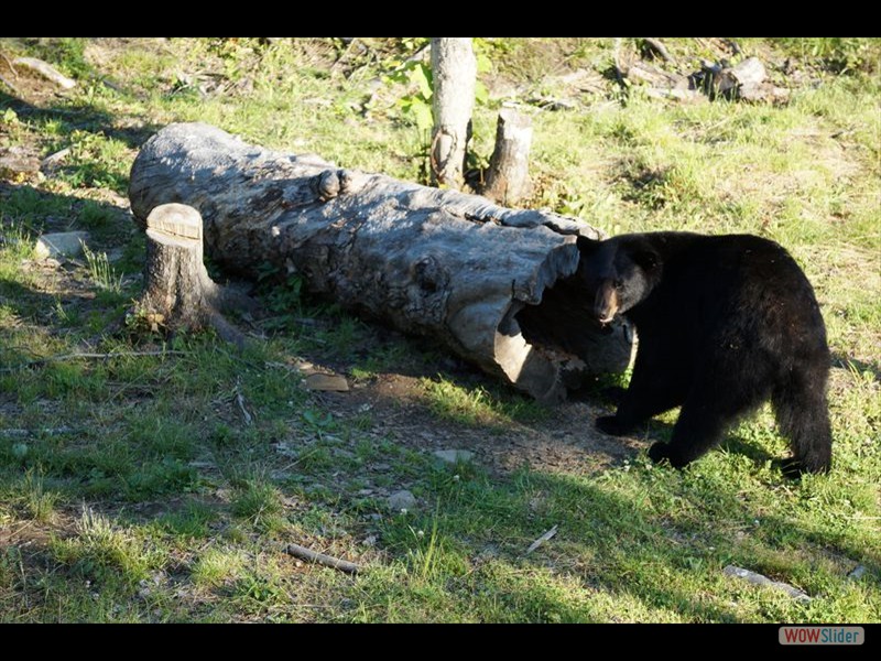 Black Bear Viewing 10