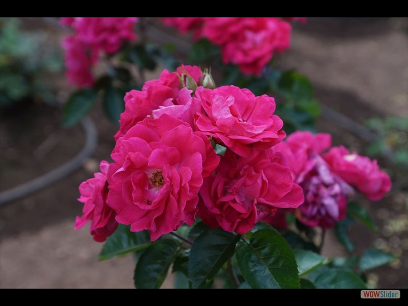 Governor General Mansion Gardens 04